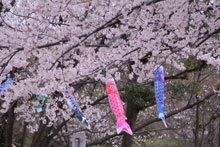 桜とこいのぼり