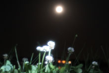 月と野草